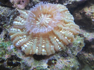 My 29 gallon reef tank