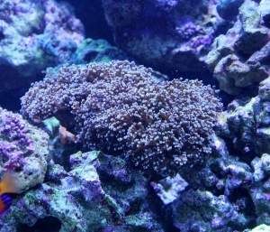 Wall Frogspawn