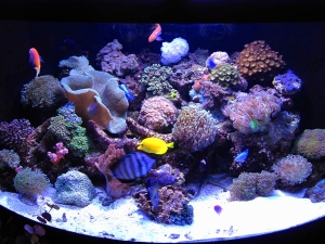 My tank