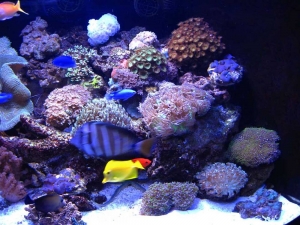 my tank