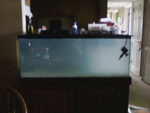 fish_tank_day_3_