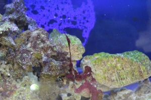 algae3