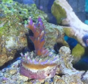 Jeff's Northwoods Tri-color Acropora.