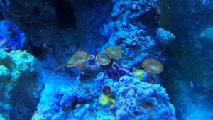 Palythoa Grandis, Yellow Polyp and something else.