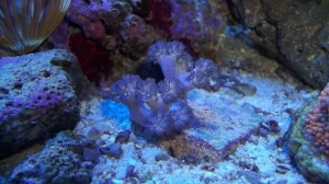 Jeff's DFS Purple Asterospicularia Coral