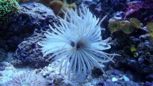 White Feather Duster.