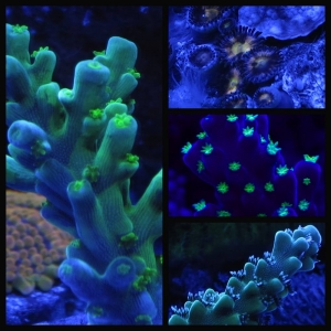 Night Shot Compile