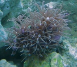 Anthelia ?