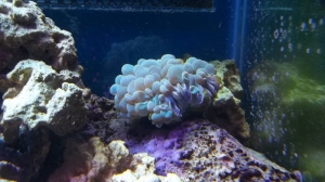 Jeffs Neon Green Bubble Coral