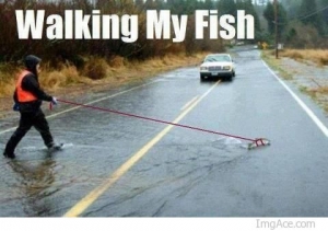 walking-my-fish