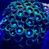 Green Zoas