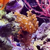 Frogspawn