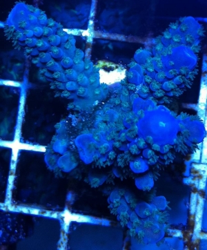 blue thunder down under
