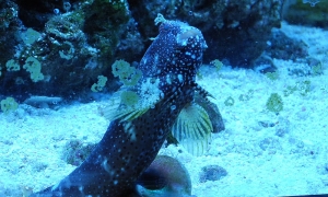 blenny