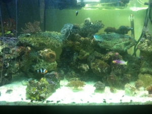 my 20 gal nano