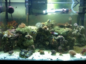 my 20 gal nano
