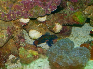 3reef 033