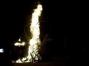 baja burn bush 278