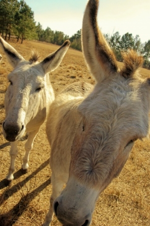 Bo's Donkey's by Linda A. Irby