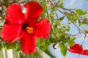 Hibiscus in the Florida sun