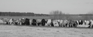 Cows in black & white