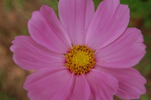 My Favorite Color!