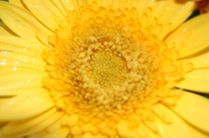 You Are My Sunshine.......
