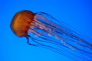 7022