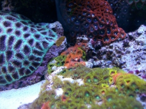 zoas 019