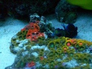 actinic pics 035