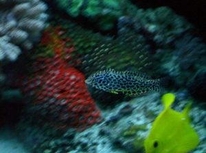 actinic pics 045