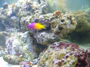 fish (10)