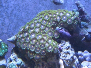 Montipora 001
