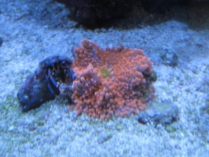 3 reef pics 002