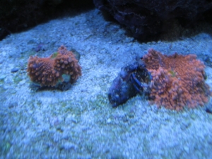 3 reef pics 003