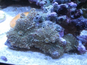 3 reef pics 004