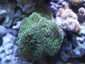 3 reef pics 009