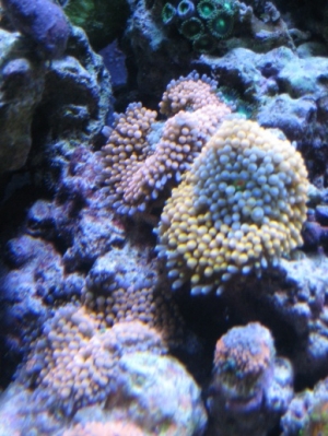3 reef pics 010