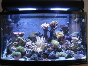 3 reef pics 013
