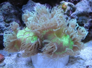 3 reef pics 016