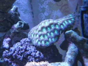 3 reef pics 019