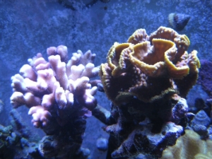 3 reef pics 020