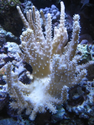 3 reef pics 005