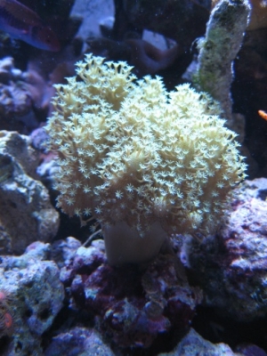 3 reef pics 017