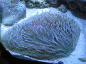 3 reef pics 021