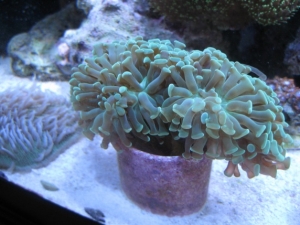 3 reef pics 022