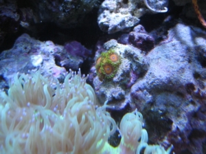 3 reef pics 025