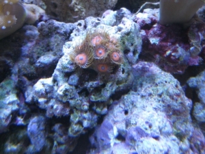 3 reef pics 026