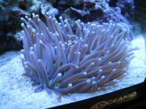 3 reef pics 028