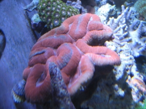 3 reef pics 030